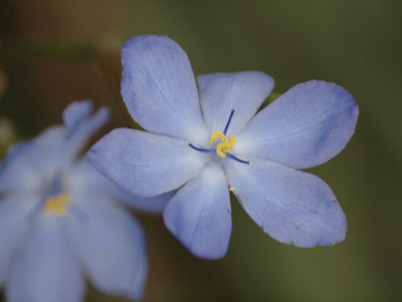 Pretty blue flowers, Kangaroo Island Pretty blue flowers, Kangaroo Island