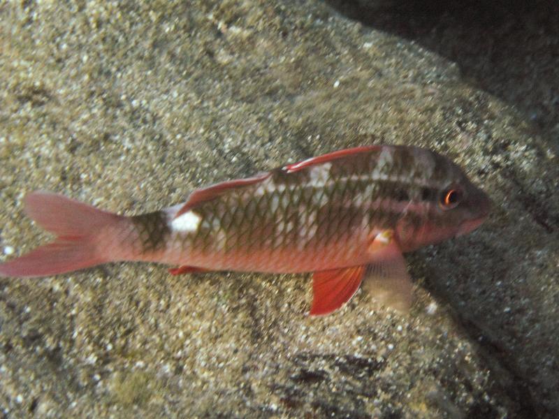 Snapper, Shark's Cove, Oahu