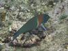 Saddle Wrasse, Sunset Beach, Oahu