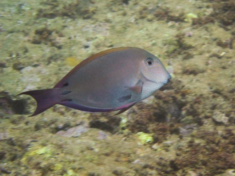 Brown Surgeonfish, Sunset Beach, Oahu