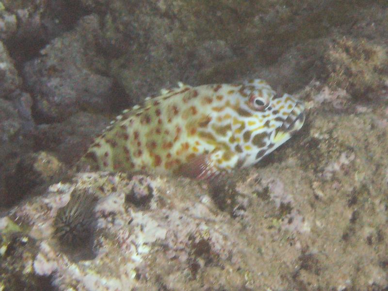 Blenny, Sunset Beach, Oahu