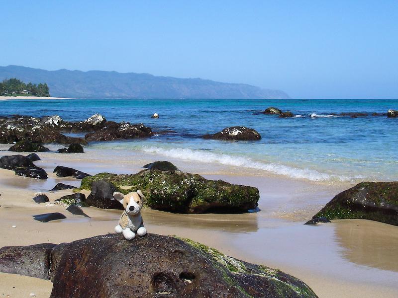 Cardiff at the beach, North Shore, Oahu
