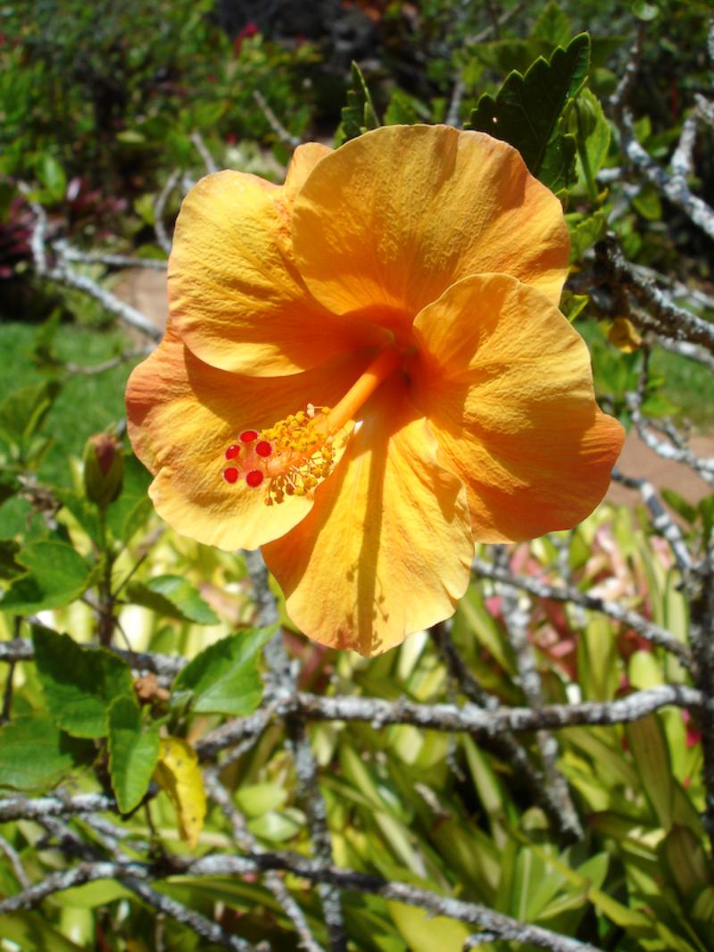Orange Hibiscus, Dole Plantation, Oahu