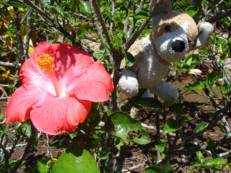 Red Hibiscus, Dole Plantation, Oahu