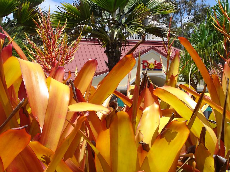 Dole Plantation, Oahu