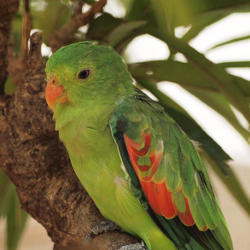 Red-Winged Parrot, Honolulu Zoo, Oahu