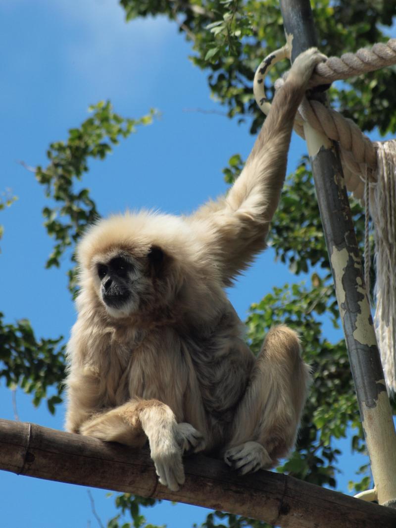 White-Handed Gibbon, Honolulu Zoo, Oahu