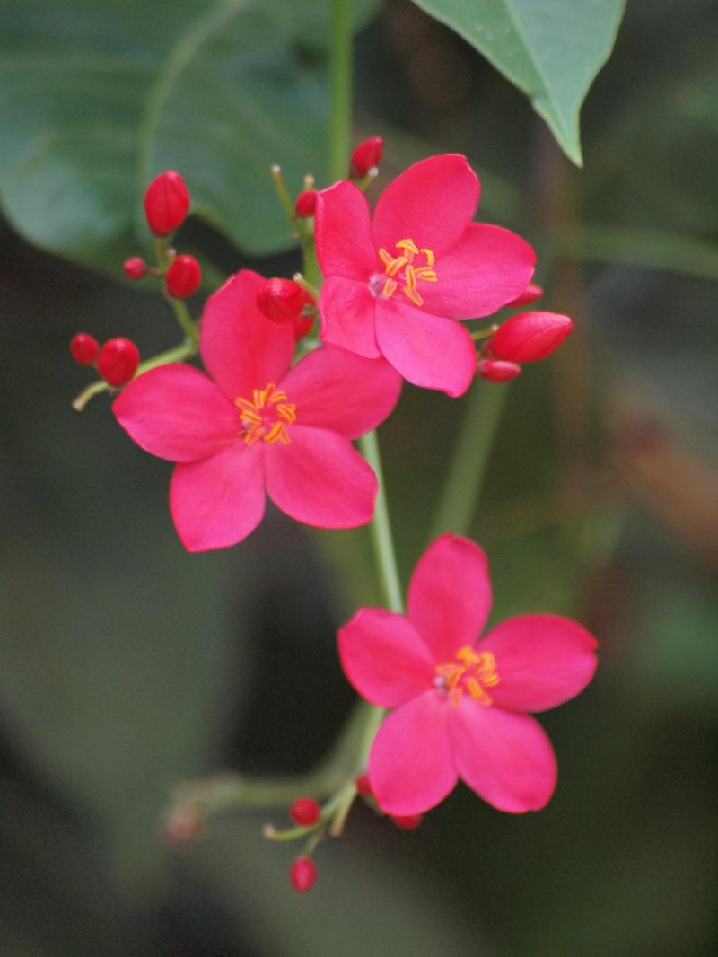 Pretty pink flowers, Honolulu Zoo, Oahu