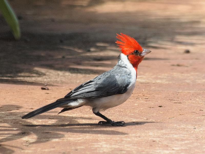 Red-Crested Cardinal, Honolulu Zoo, Oahu