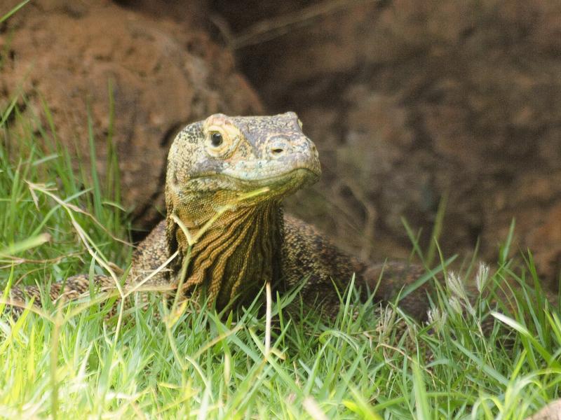 Komodo Dragon, Honolulu Zoo, Oahu