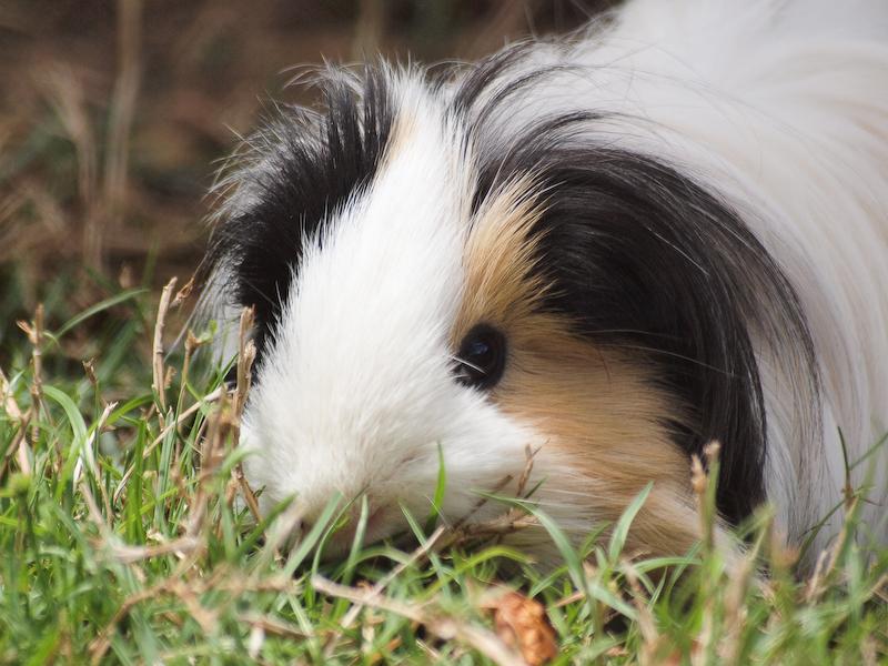Guinea Pig, Honolulu Zoo, Oahu