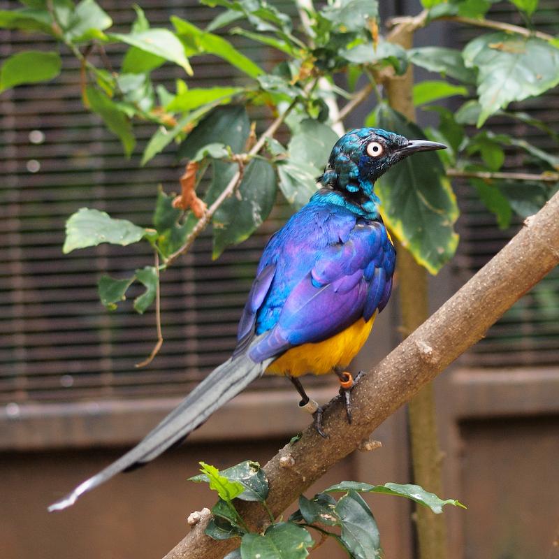 Golden-Breasted Starling, Honolulu Zoo, Oahu