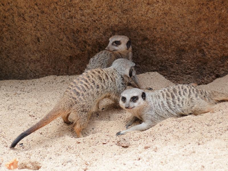 Busy Meerkats, Honolulu Zoo, Oahu