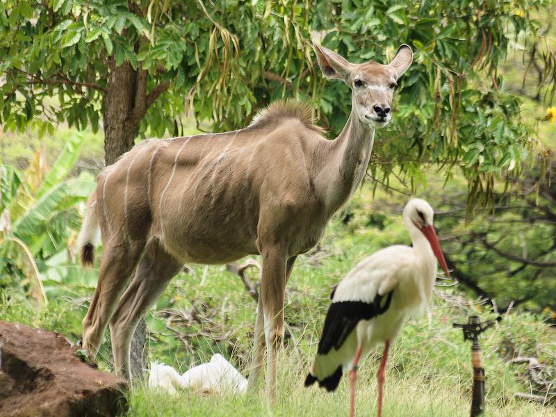 Greater Kudu and White Stork, Honolulu Zoo, Oahu