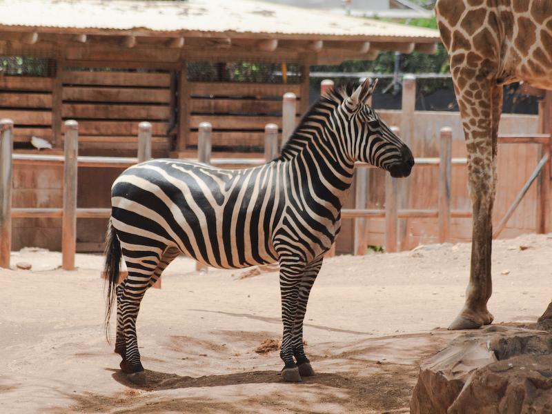 Zebra & Giraffe, Honolulu Zoo, Oahu