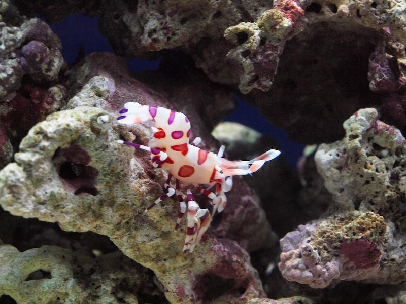 Hawaiian Harlequin Shrimp, Waikiki Aquarium