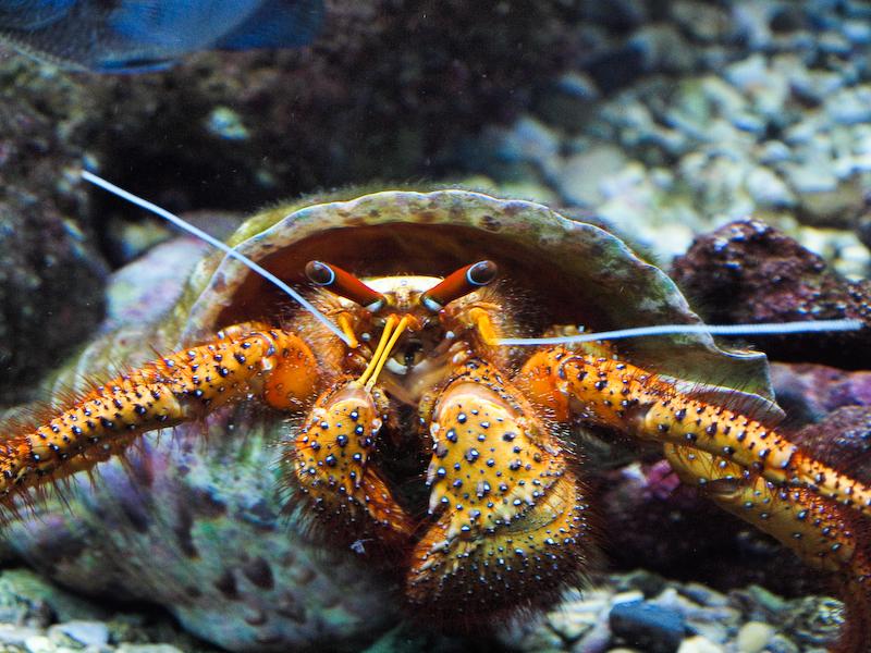 Hermit Crzb, Waikiki Aquarium, Oahu