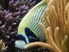 Colorful Fish, Waikiki Aquarium, Oahu