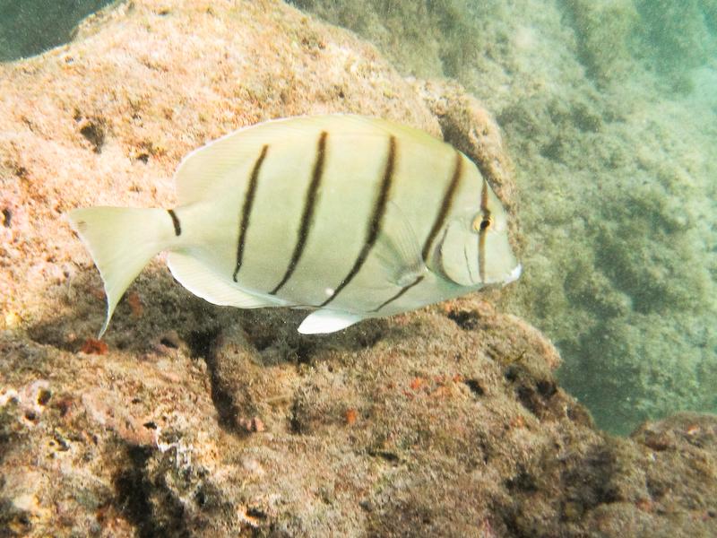 Convict Tang, Hanauma Bay, Oahu