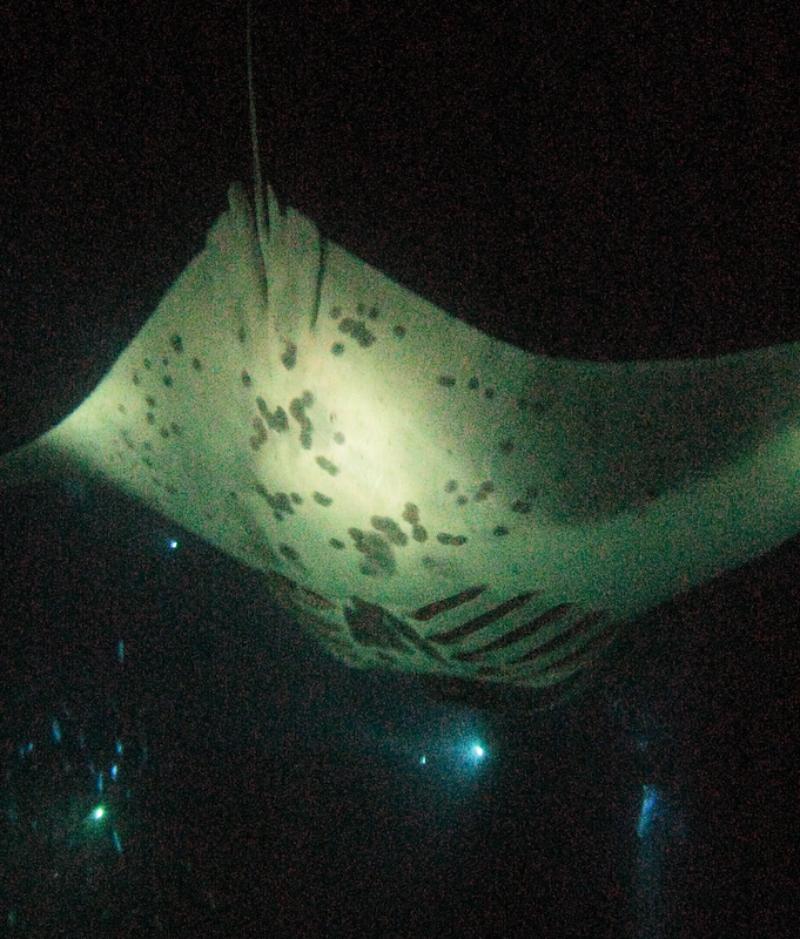 Snorkeling with Manta Rays, Kona, Big Island
