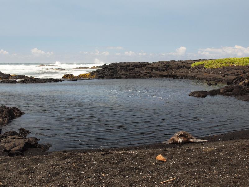 Sea Turtle at Punalu'u, Big Island