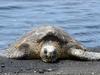 Sea Turtle at Punalu'u, Big Island