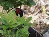 Male Kalij Pheasant, Hawaii Volcanoes N.P., Big Island