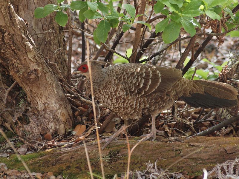 Female Kalij Pheasant, Hawaii Volcanoes N.P., Big Island