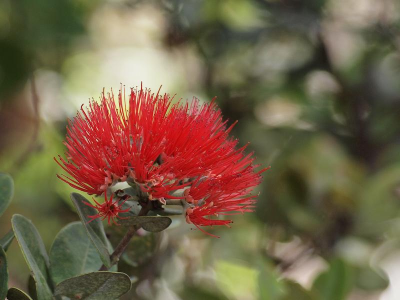 Ohia Lehua, Hawaii Volcanoes N.P., Big Island