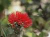 Ohia Lehua, Hawaii Volcanoes N.P., Big Island