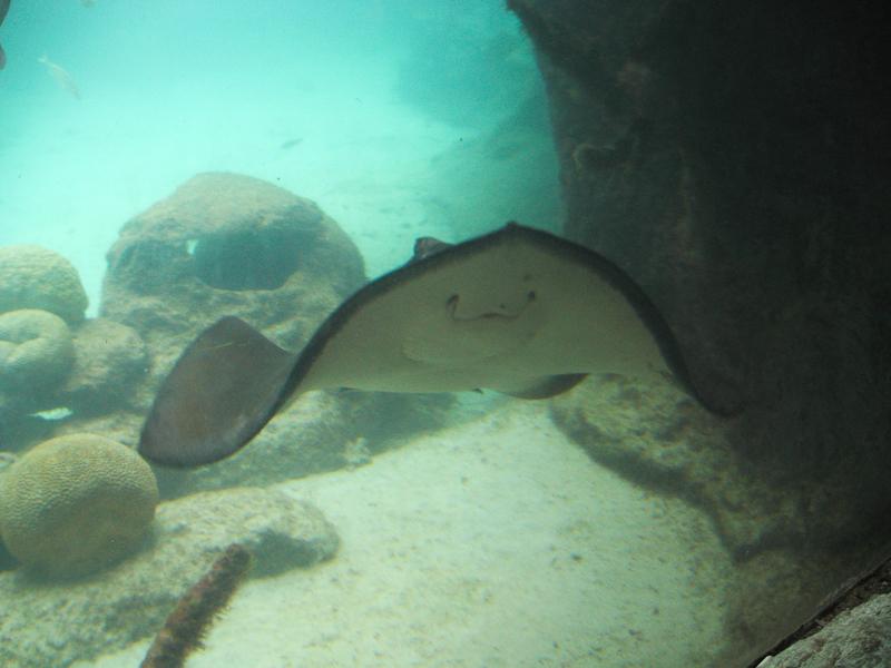 Ray at at Atlantis, Paradise Island, Bahamas