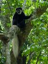 Colobus Monkey, Arusha N.P.