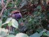 Baboon, Arusha N.P.