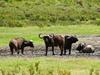 Cape Buffalo, Arusha N.P.