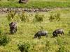 Warthog Sounder, Arusha N.P.