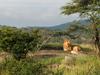 Sunbathing Lion, Serengeti