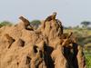 Mongeese, Tarangire N.P.