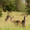 Waterbucks, Tarangire N.P.