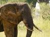 Elephant's Mud Bath, Tarangire N.P.