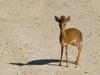 Dik-Dik Fawn, Tarangire N.P.