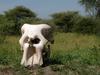 Elephant Skull, Tarangire N.P.