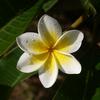 Plumeria