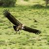 Landing Vulture, Ngorongoro