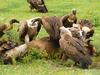 Feeding Vultures, Ngorongoro