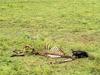 Wildebeest Skeleton, near Ngorongoro