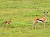 Thomson's Gazelles, near Ngorongoro