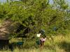 Underwear Tree, Serengeti Camp