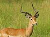 Portrait of an Impala, Serengeri