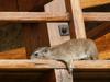 Monorail Hyrax, Seronera Lodge, Serengeti