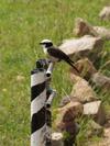 Bird on a Pole, Serengeti